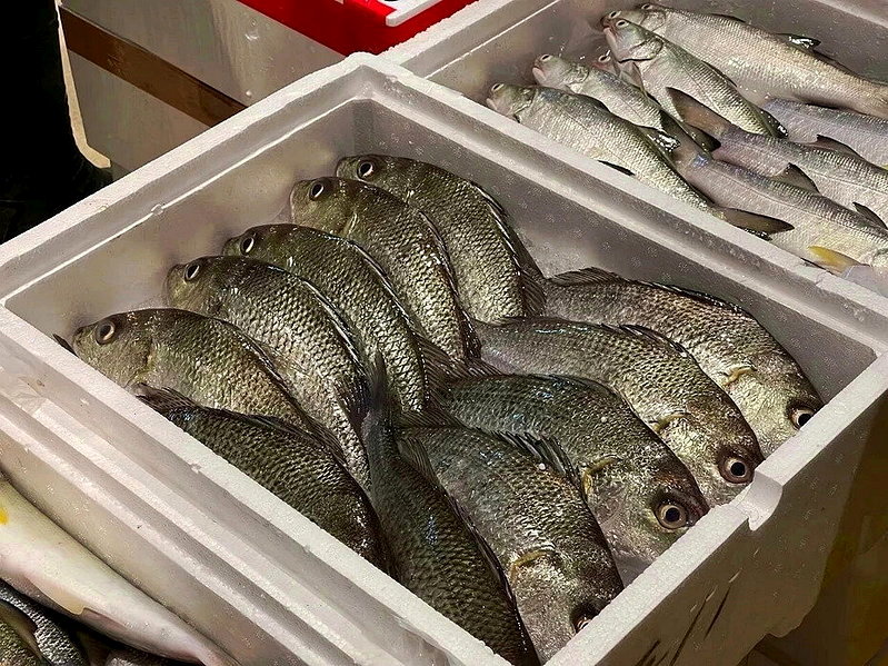 帶回家可以 賣掉不行！休閒釣魚者沒執照 販售漁獲已違反「漁業法」 - 倡議家