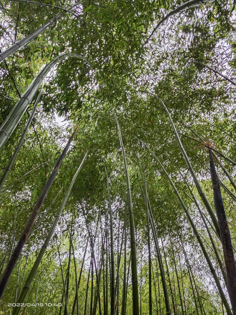 鼓勵林農重整竹林 苗栗竹林更新補助加碼至每公頃5萬