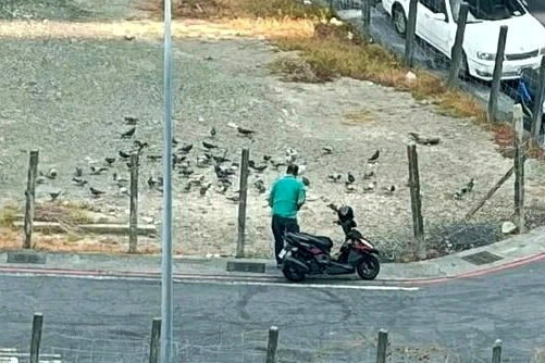 若致鳥擊 餵食者會負責嗎？小港機場旁有人定時定點放飯 60隻鴿群天天報到 - 倡議家