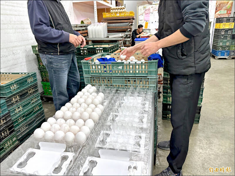 雞蛋批發價明起每台斤漲3元至49元 產地價隔天跟進