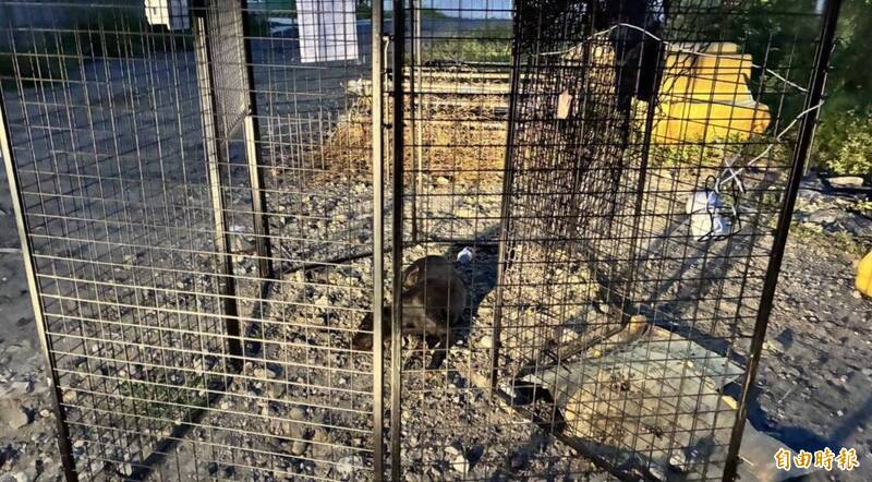 高雄市導入無人機+智慧圍籬！49處熱點加強捕捉遊蕩犬