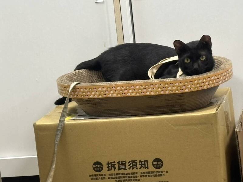 新北黑貓「炭炭」挺過重病難關 等待認養重拾幸福