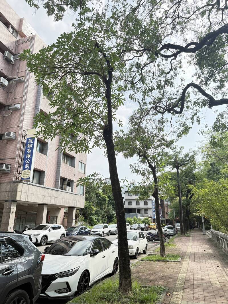 不是砍樹！台中東光園路危木 將換植38株台灣原生櫸木
