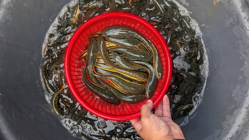 日月潭魚虎球電撈4萬尾破紀錄 單日5500尾「撈勝過電」