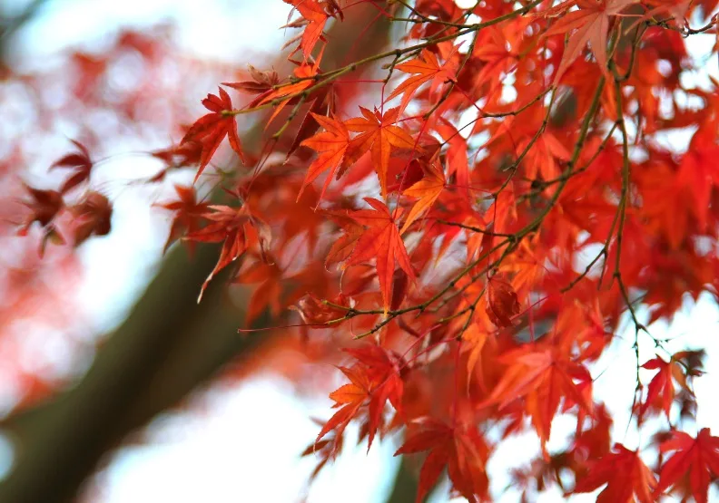 日本賞楓泡湯了？東京連續降雨35天打破140年紀錄！最新楓紅預測、觀賞變數一次看 - ESG遠見
