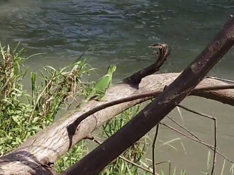 單次產20~80顆蛋！ 彰化貓羅溪「青綠色小怪獸」爆炸性擴散