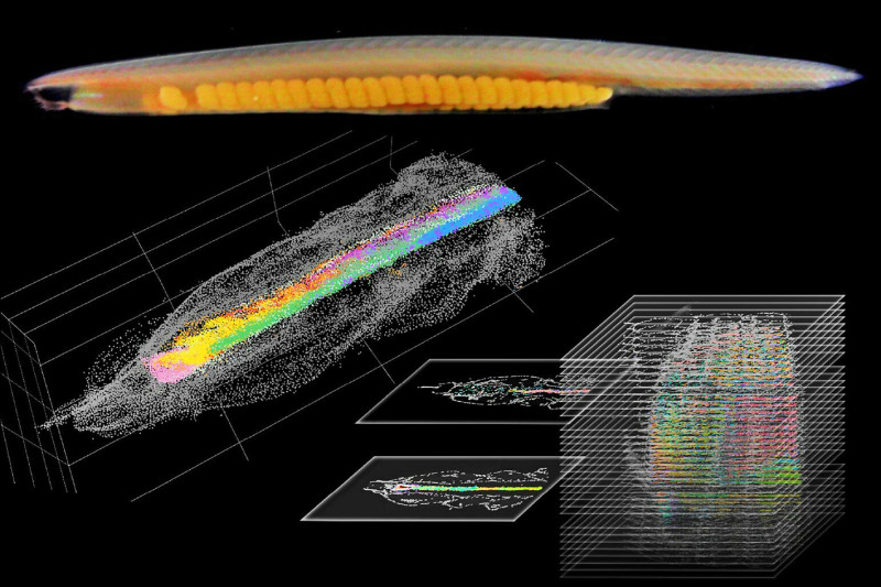 中研院建構文昌魚大腦3D圖 提供人類大腦起源重要線索