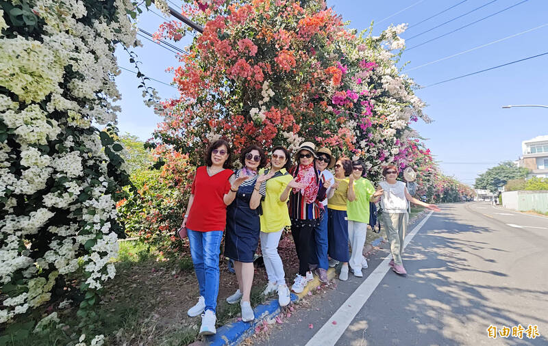砸30萬整頓！田中「七彩九重葛花牆」繽紛花色交織 賞花人潮回來了