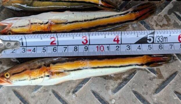 日月潭魚虎球「大」爆發 電撈破萬尾遠超去年14倍