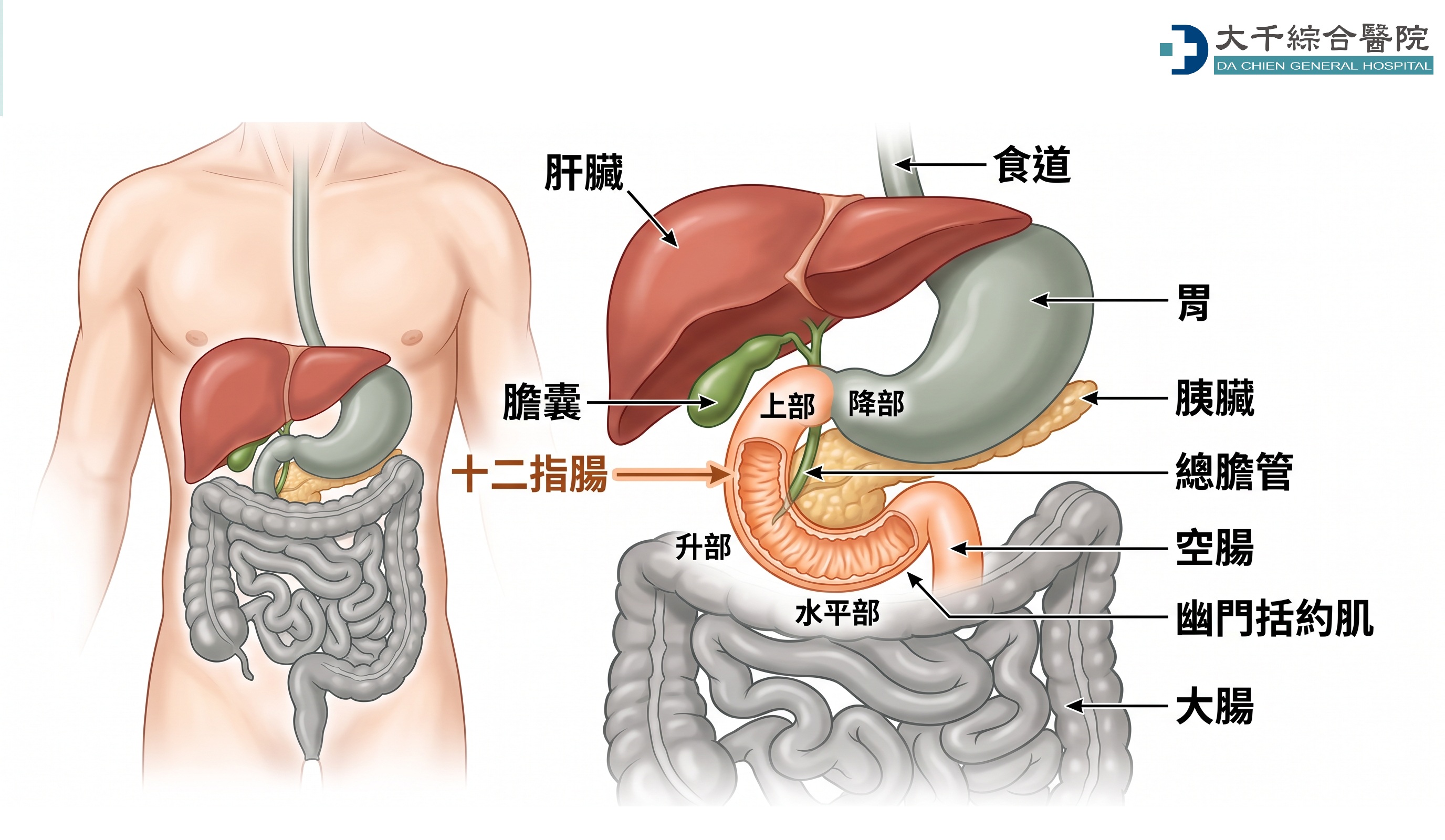 45歲前也要注意！常規血檢或藏大腸癌線索 - 大紀元時報香港