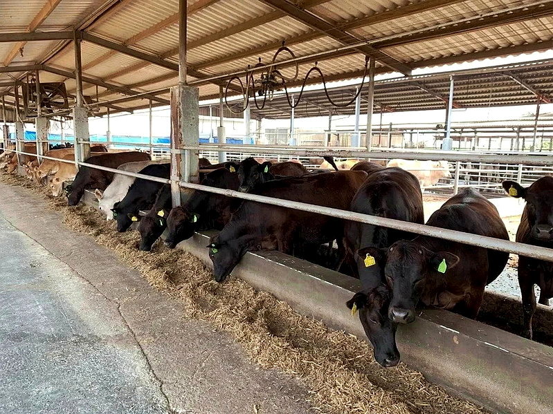 夏季熱不再是問題！台灣自育新品種「安格斯黃牛」 飼養期縮短、肉質更軟嫩 - 倡議家