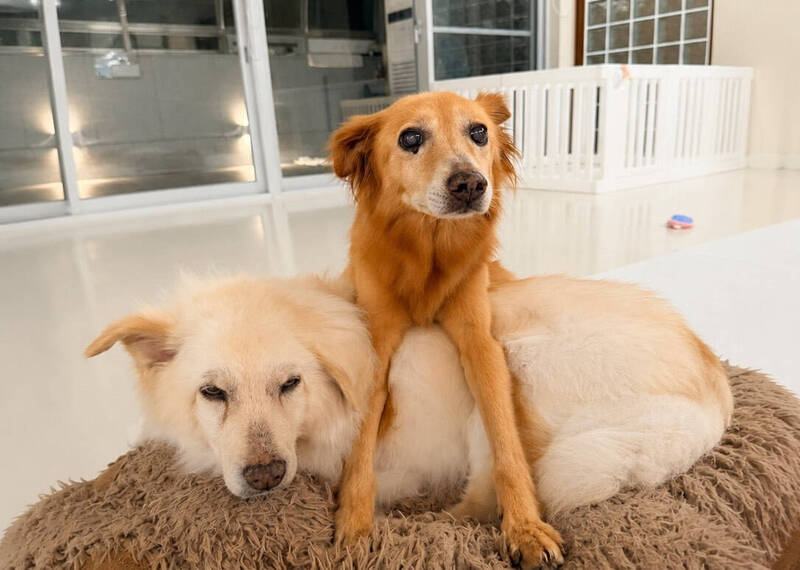 犬貓認養2-2》老殘毛孩不放棄！肉包、派敏找到家 黑糖糕成「鎮園之寶」