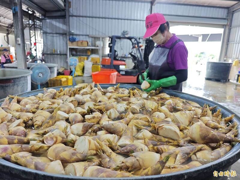 返頭筍收成上市 單日到貨量近萬斤