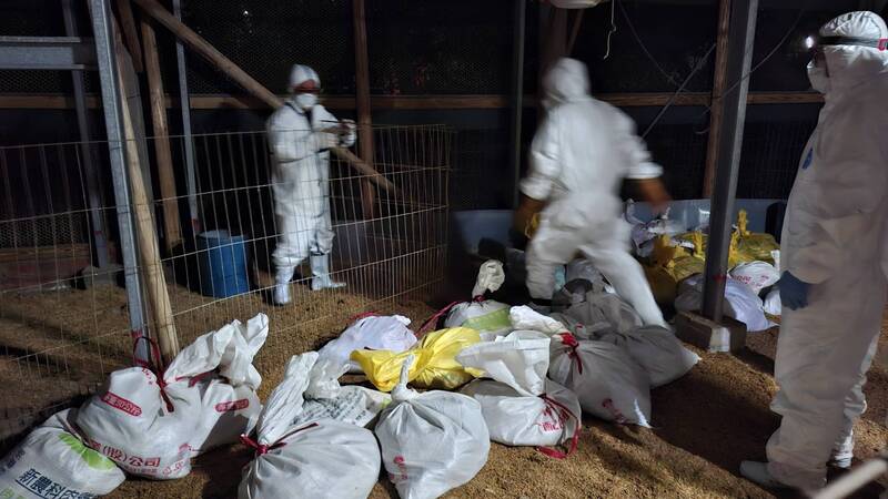 桃園大園爆H5N1禽流感 2500隻珍珠雞全數撲殺