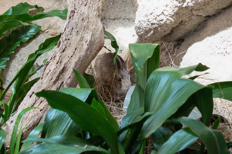 中秋前夕新成員報到！ 2隻獲救台灣野兔入住北市動物園