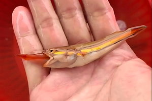 影／多到互食噎死…日月潭魚虎大爆發 電撈量狂飆19倍