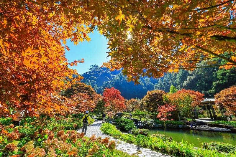 秋意濃！杉林溪楓紅、銀杏轉色 波波草豔如紅毯