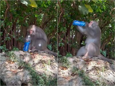 壽山獼猴又進化了！流暢開瓶暢飲　網笑：可以幫上班嗎