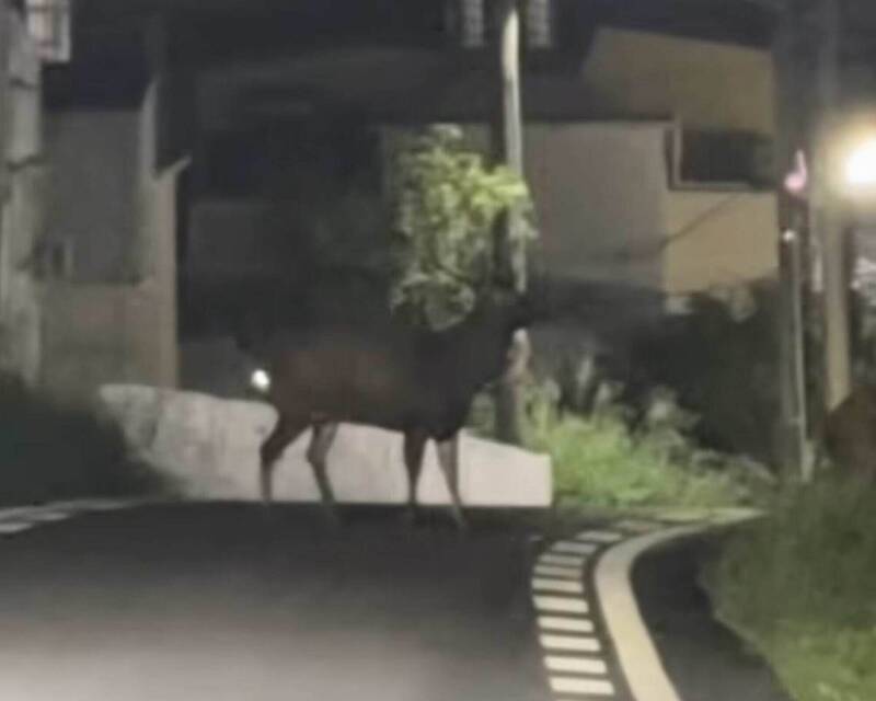 野鹿亂撞！彰化5鹿「自殺式暴衝」 暗夜橫越馬路撞翻機車