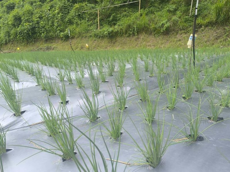桃園農改場高山種青蔥  穩定夏季供需