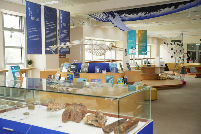 科博館展品首度出走大學！興大展250公分「短肢領航鯨」真品