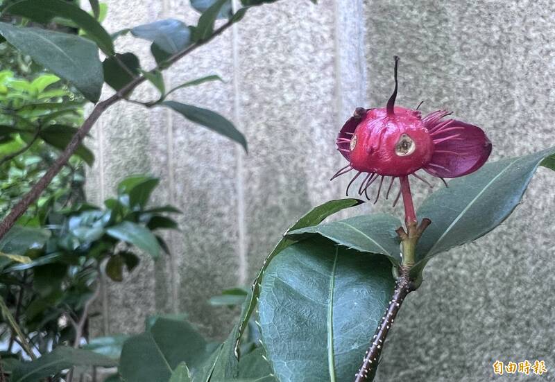圖輯》台中街角驚見皮克敏花朵 路人搶拍超吸睛植栽