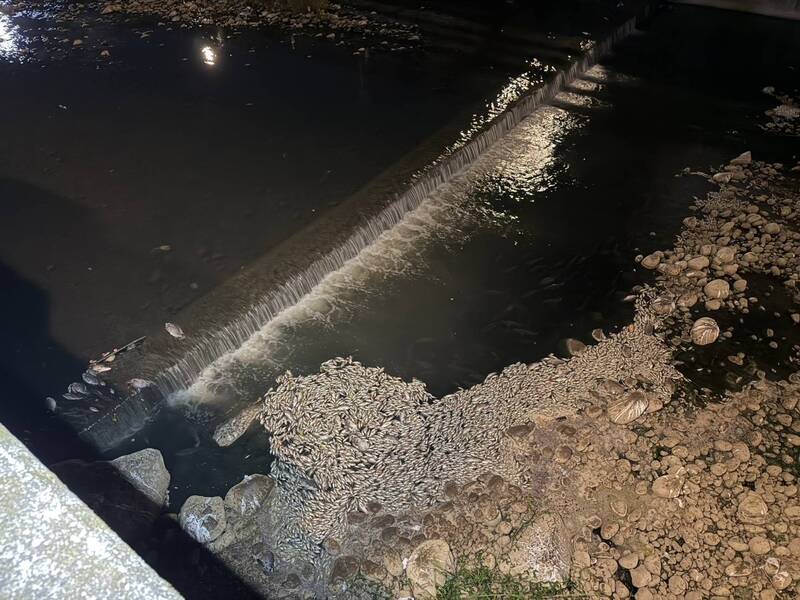 蘆竹大坑溪驚見大量死魚 環保局初判原因曝