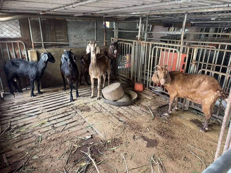 雲農羊乳檢驗合格取消管制 李姓飼主草料戴奧辛偏高來源待釐清