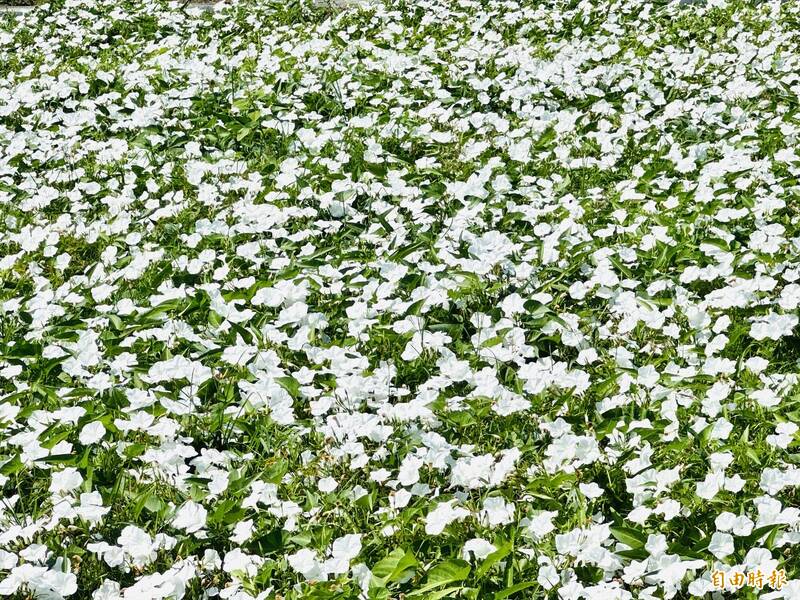 嘉義限定10月雪 布袋朴子空心菜花海吸睛登場
