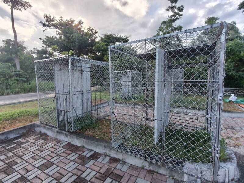 台東猴患嚴重！議員氣喊設「猴子學校」訓猴招攬觀光客