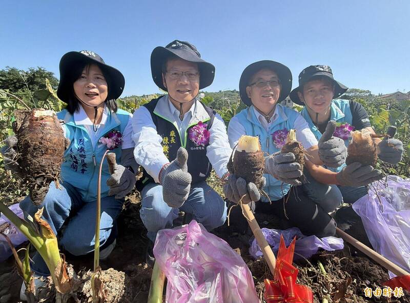 烈嶼芋頭季登場！千人挖芋回味「香鬆綿」 明還有搓芋圓、晚會摸彩