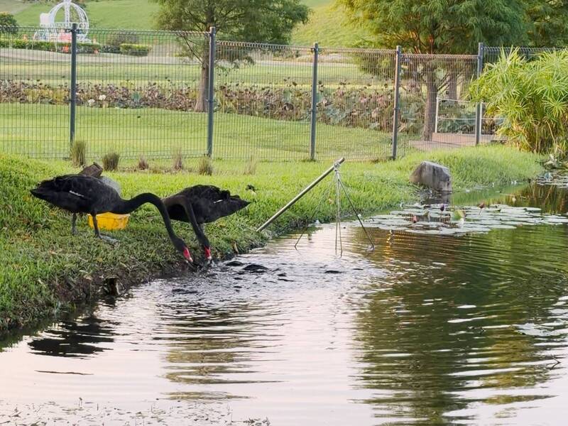 另類餵食秀！后里公園黑天鵝叼飼料「餵魚」 錦鯉群聚爭搶