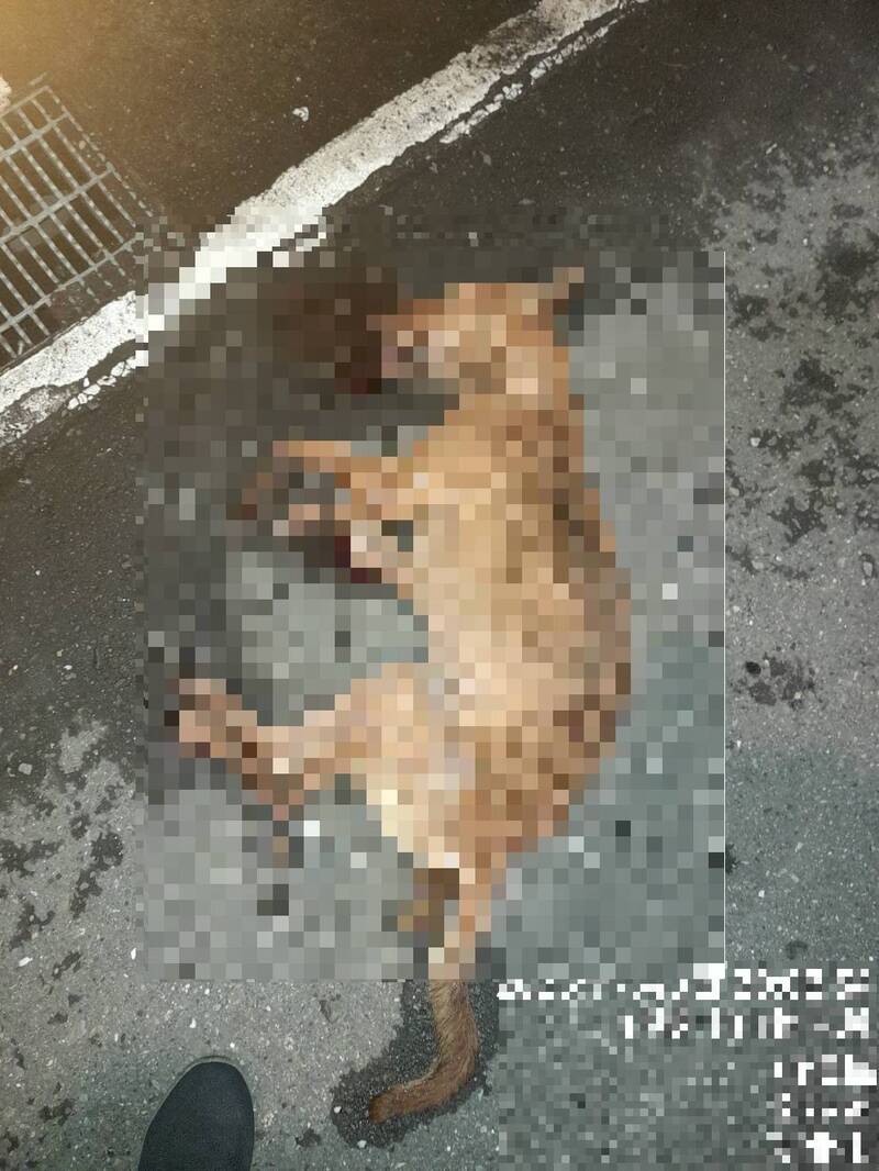疑打雷受驚！新北樹林犬隻墜樓亡 飼主未設防護動保處開罰1.5萬元