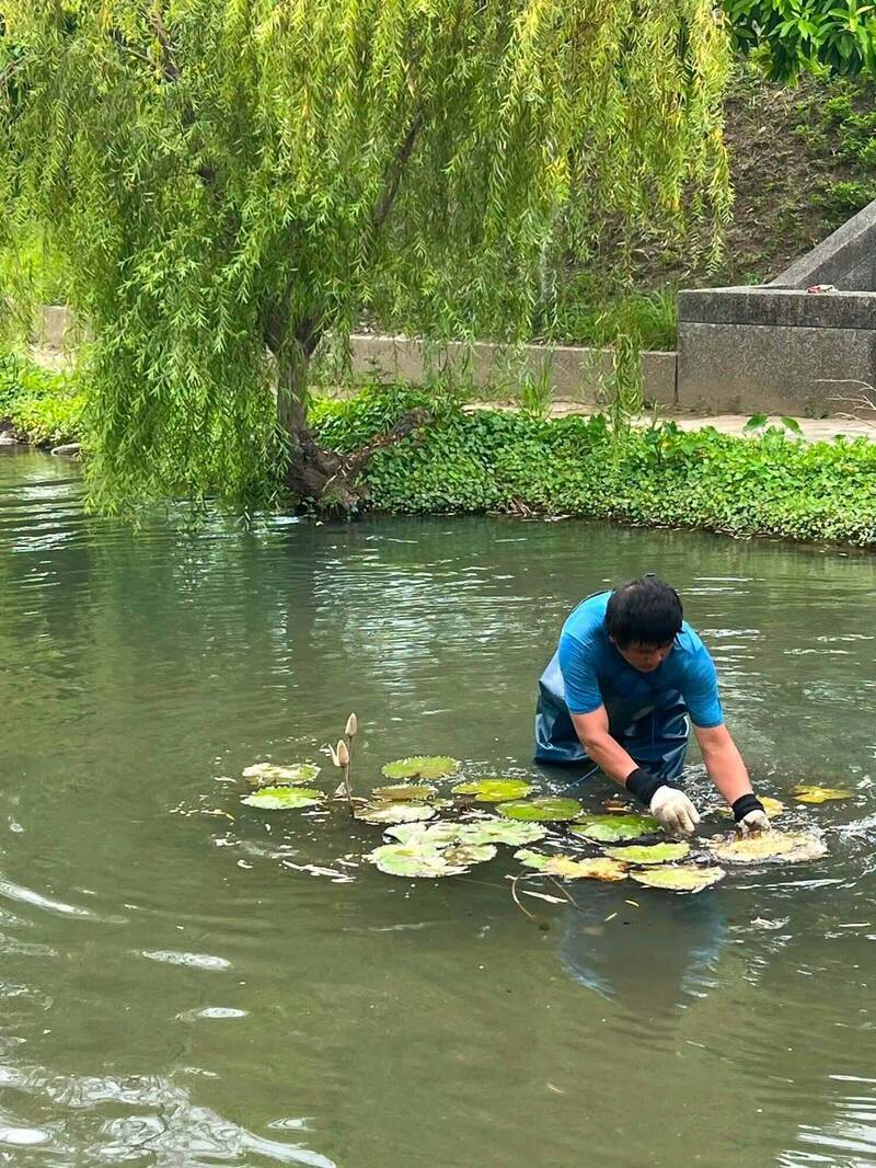 打造會呼吸的水岸！苗縣後龍北勢溪廊道試種睡蓮