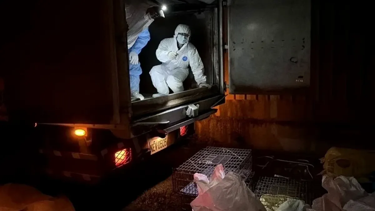 防疫快遞桃園爆禽流感她嚇壞！醫揭這種禽流感傳人機率 家有這種寵物要小心