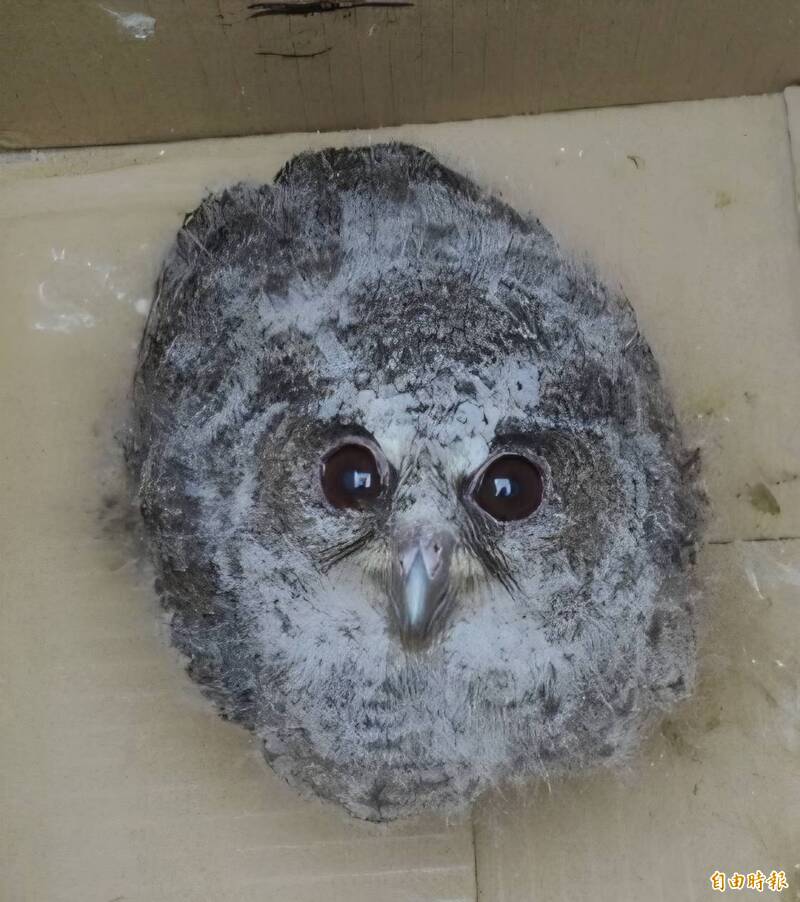 高市近7個月救援2595隻野生動物 4處生態敏感區加強捕捉遊蕩犬