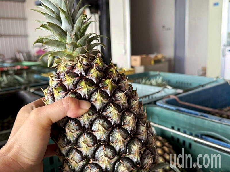 台灣鳳梨明年有望外銷美國！免輻射、免蒸熱、不用去冠芽 輸美條件寬鬆 - 倡議家