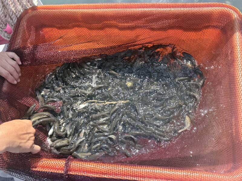 「三魚合體」！台電明潭電廠放流萬尾魚苗  打造水力發電生態防護網