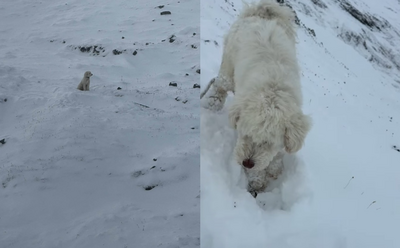 帶愛犬登山「被雪崩沖走」　失蹤50小時靠AirTag定位奇蹟找回