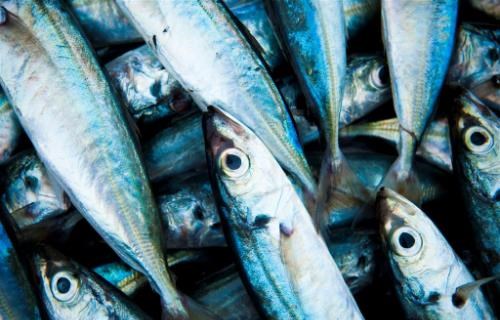 鯖魚罐頭裡不是鯖魚？英國品牌改用智利竹筴魚 永續換魚為何被批「減料式通膨」？