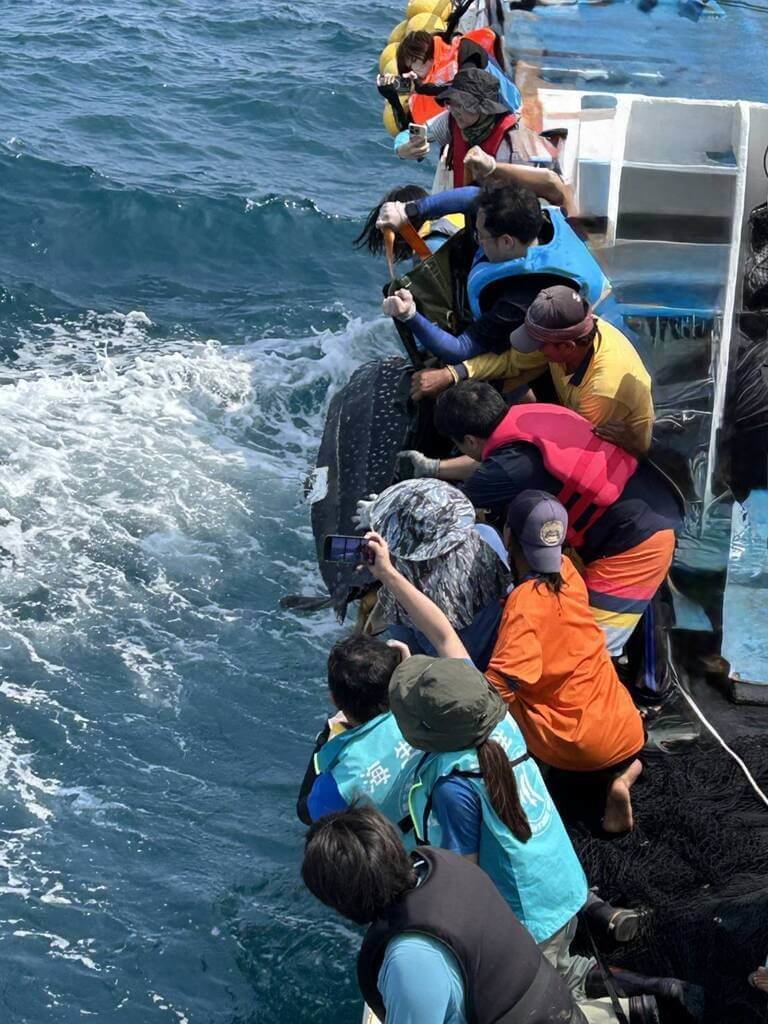 革龜遭漁船意外捕獲 海保救援網首例治療後野放