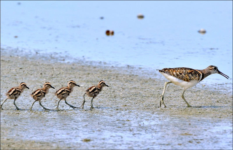 孵蛋、餵食 公彩鷸鳥界模範父親