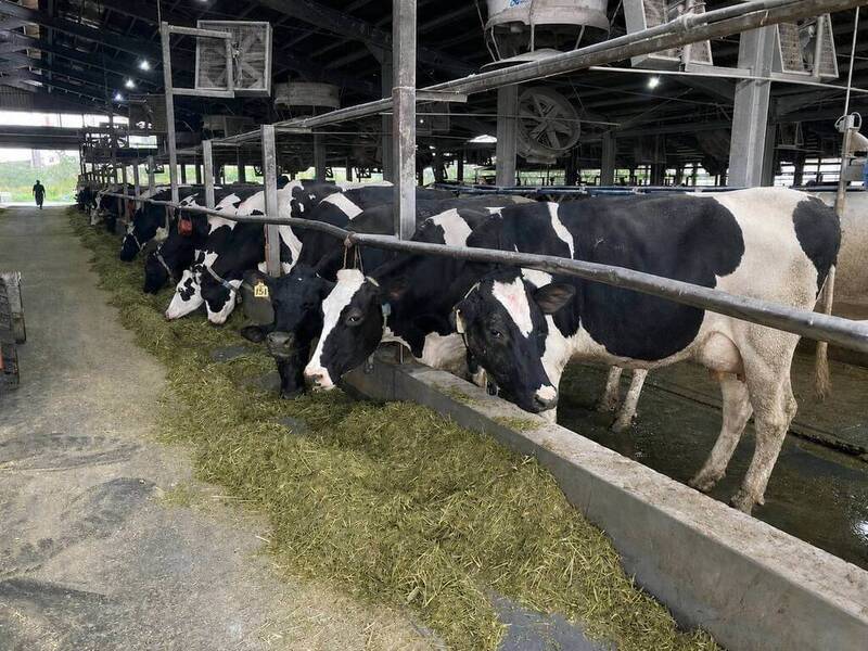 畜試所開發乳脂肪酸監測技術 助提早2週掌握牛隻健康穩定產量