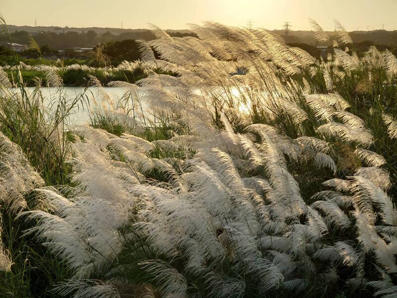 秋季限定！貓羅溪秋芒「大爆發」 花穗搖曳如雪花紛飛