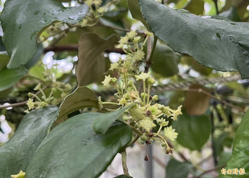 豪雨害授粉昆蟲銳減 屏東蜜棗恐減產