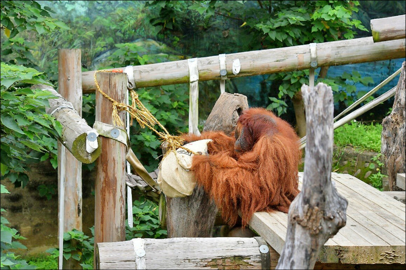 多物種剩1隻無法互動 竹市動物園被糾正