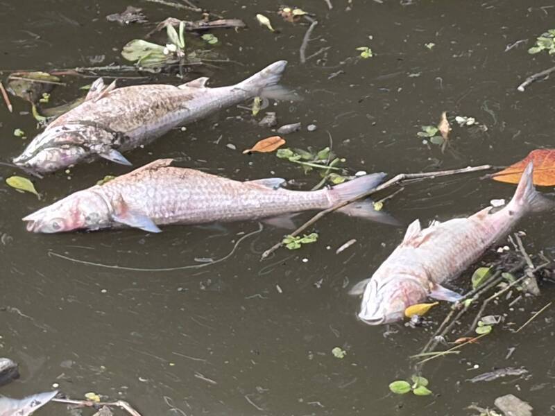 鹽水溪排水驚見2公里死魚 台江志工籲加速污水整治