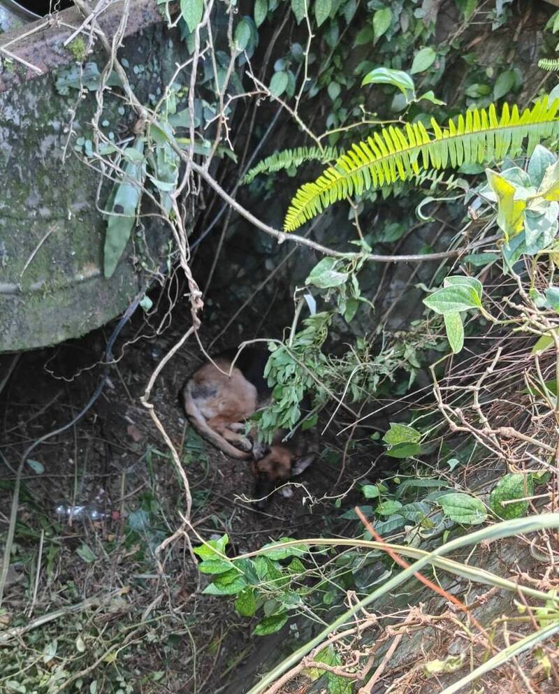 老犬受困2.5米深洞！北市動保處架梯救援 尋無晶片盼飼主領回