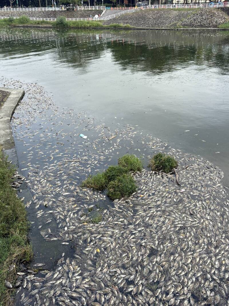 隔不到1個月  高雄後勁溪再現大量魚屍暴斃