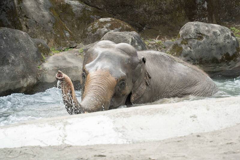 8/12世界大象日！ 北市動物園週六夜間探秘搶看大象覓食
